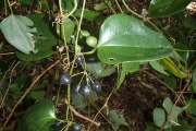 <strong>Smilax vitiensis - Birnbaum Philippe - 1436</strong><br />© Ramon, Laurence